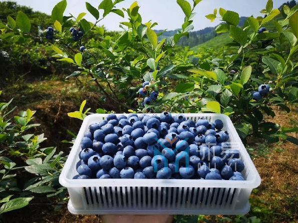 麻江县宣威镇翁保村蓝莓产业配套基础设施建设以工代赈项目(图2)
