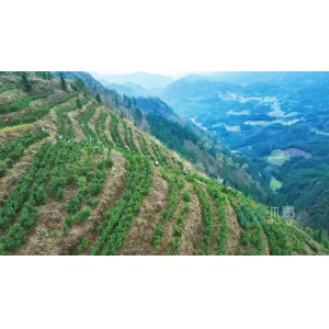 关岭自治县永宁镇云峰村茶产业配套基础设施建设以工代赈项目
